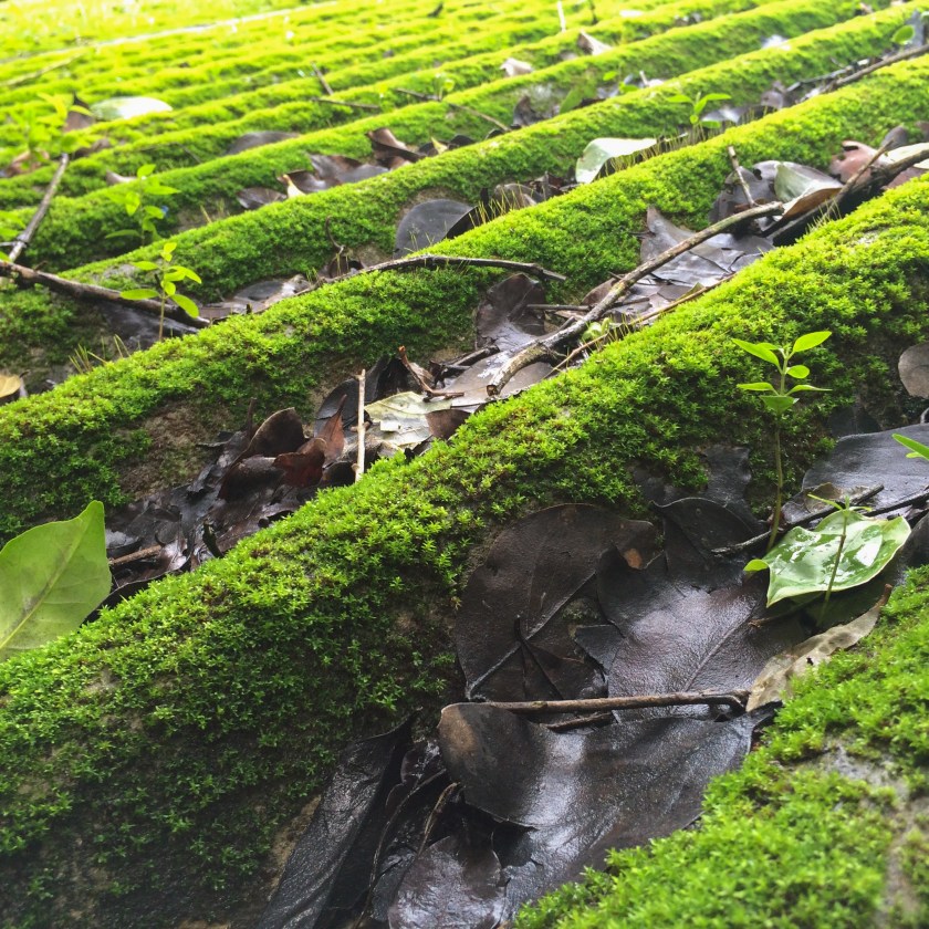 Photos from the Daadi Project